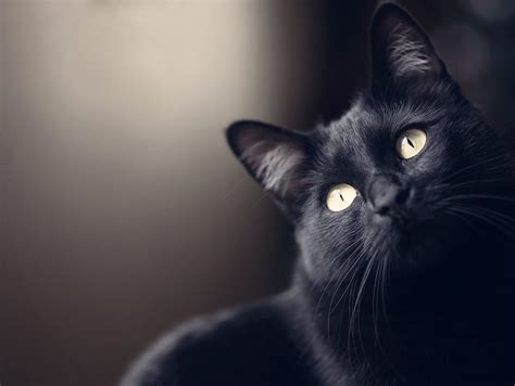 Sonhar com gato preto machucado  sonhar com o gato preto atrás de você